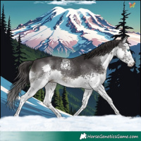 Horse Color:White Spotted Smoky Black Splash 
