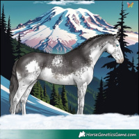 Horse Color:White Spotted Smoky Black Splash