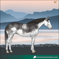 Horse Color:White Spotted Smoky Black Splash 