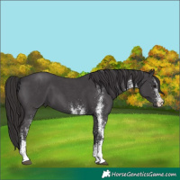 Horse Color:White Spotted Smoky Black