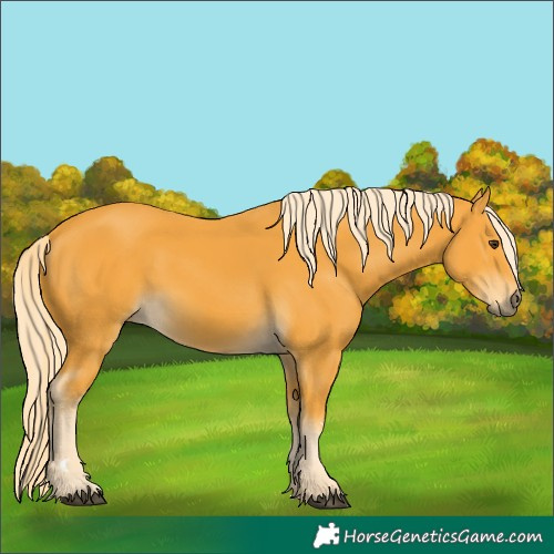 Horse Color:Palomino 