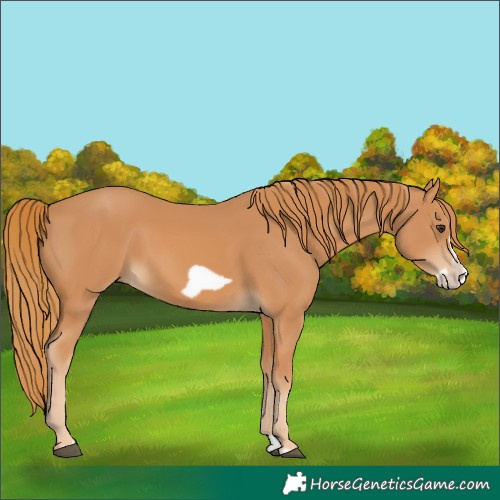 Horse Color:Chestnut Splash Frame 