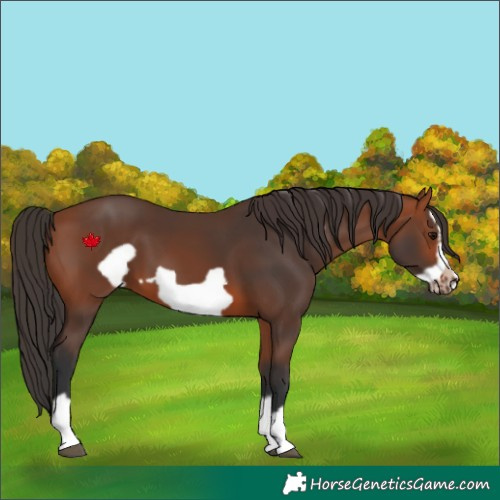 Horse Color:Bay Splash Frame 