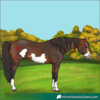 Horse Color:Bay Splash Frame 