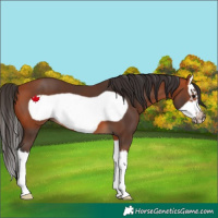 Horse Color:Bay Splash Frame