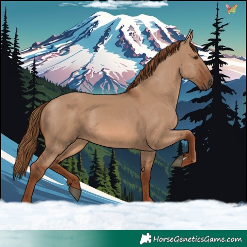 Horse Color:Red Dun