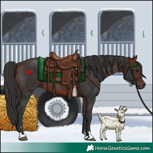 Horse Color:Brown 