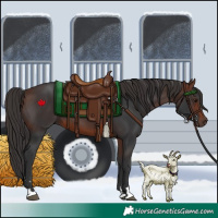 Horse Color:Brown 