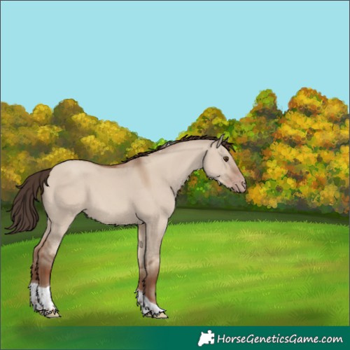 Horse Color:Classic Champagne Dun Tobiano 