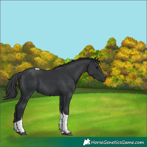 Horse Color:Black Tobiano 