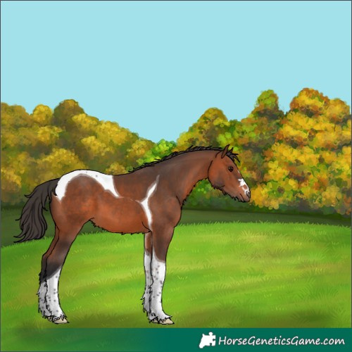 Horse Color:Bay Tobiano 