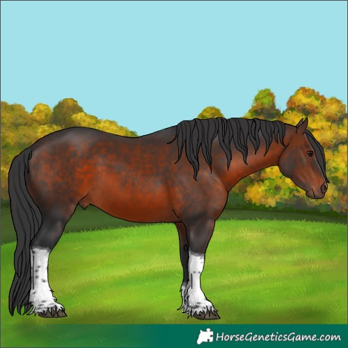 Horse Color:Brown Tobiano 
