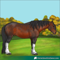 Horse Color:Brown Tobiano