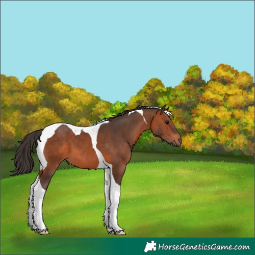 Horse Color:Bay Tobiano 