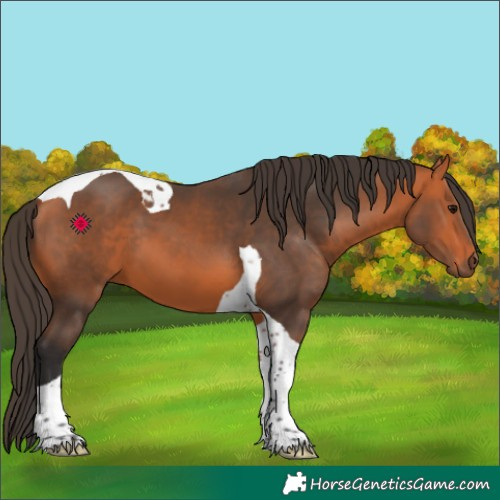 Horse Color:Bay Tobiano 