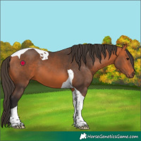 Horse Color:Bay Tobiano 