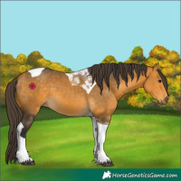 Horse Color:Buckskin Tobiano