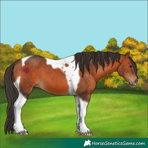 Horse Color:Bay Tobiano 