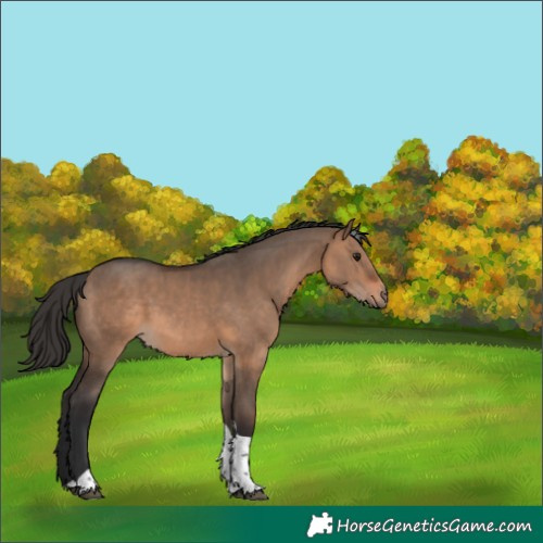 Horse Color:Brown Dun Tobiano Rabicano 