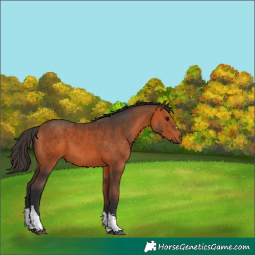 Horse Color:Bay Tobiano 