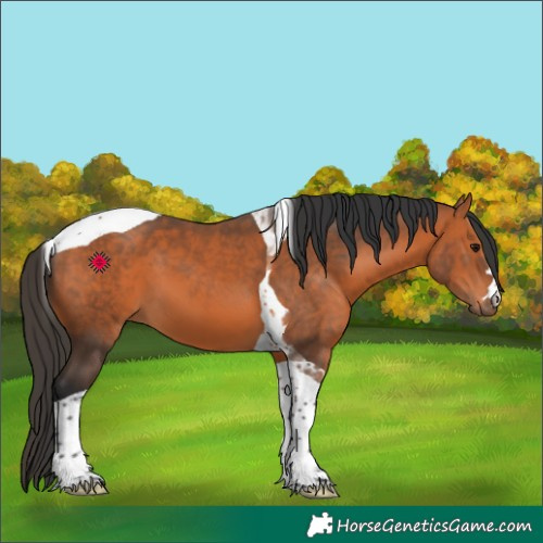 Horse Color:Bay Tobiano 