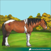 Horse Color:Bay Tobiano 