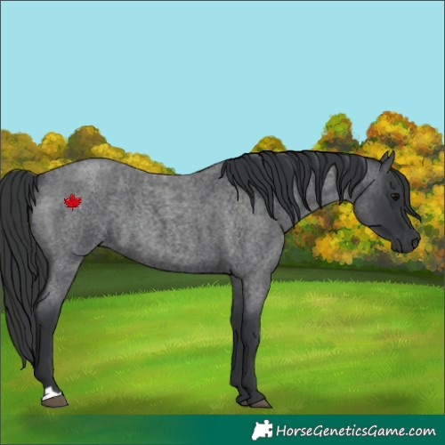 Horse Color:Blue Roan 