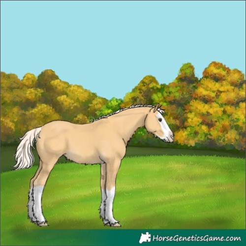 Horse Color:Palomino Splash 