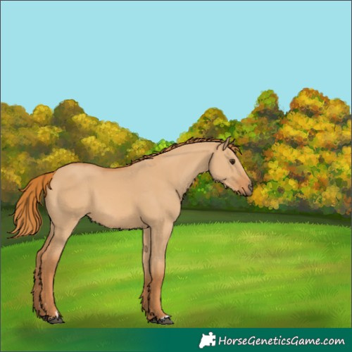 Horse Color:Red Dun 