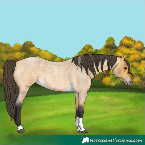 Horse Color:Buckskin Roan Tobiano