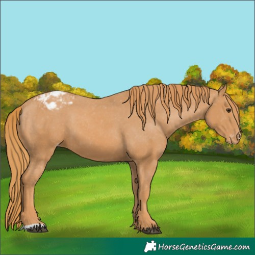 Horse Color:Chestnut Appaloosa 