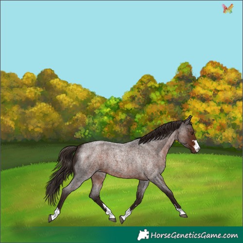 Horse Color:Liver Red Roan 