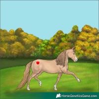 Horse Color:Gold Champagne 