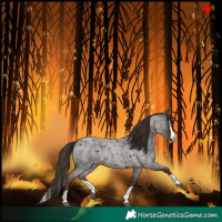 Horse Color:Liver Red Roan Splash