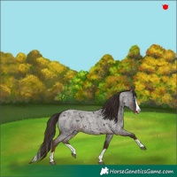 Horse Color:Liver Red Roan Splash 
