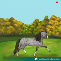 Horse Color:Liver Red Roan Splash