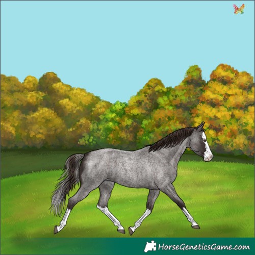 Horse Color:Liver Red Roan Splash 