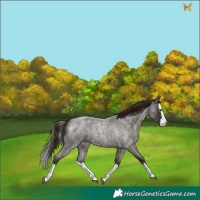 Horse Color:Liver Red Roan Splash 