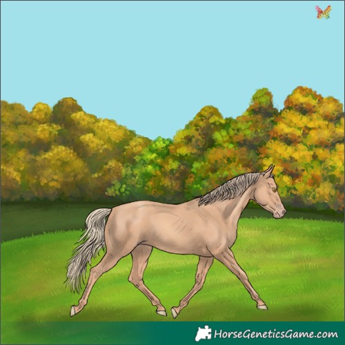 Horse Color:Gold Champagne 