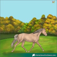Horse Color:Gold Champagne