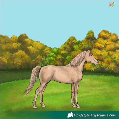 Horse Color:Gold Champagne 