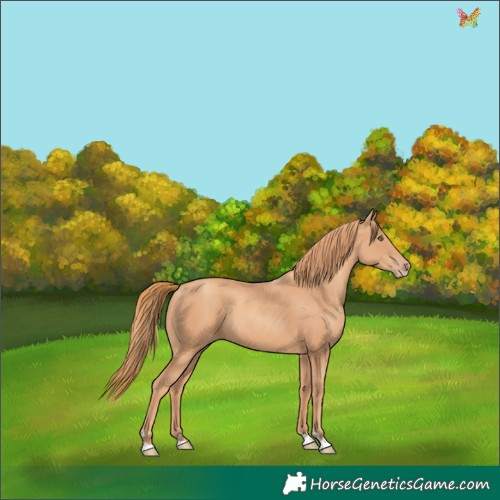 Horse Color:Gold Champagne 