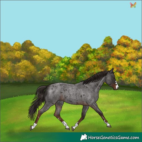 Horse Color:Liver Red Roan