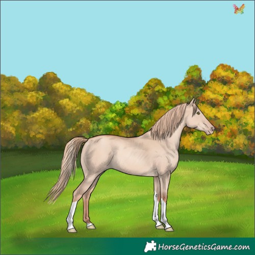 Horse Color:Gold Champagne Dun Tobiano Rabicano