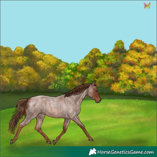 Horse Color:Red Roan 