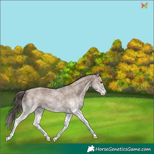 Horse Color:White Spotted Classic Champagne 