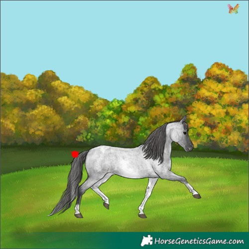 Horse Color:White Spotted Blue Roan Appaloosa 