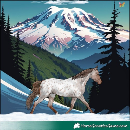 Horse Color:Red Roan Appaloosa