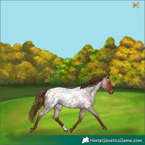 Horse Color:Red Roan Appaloosa 