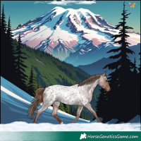 Horse Color:Red Roan Appaloosa